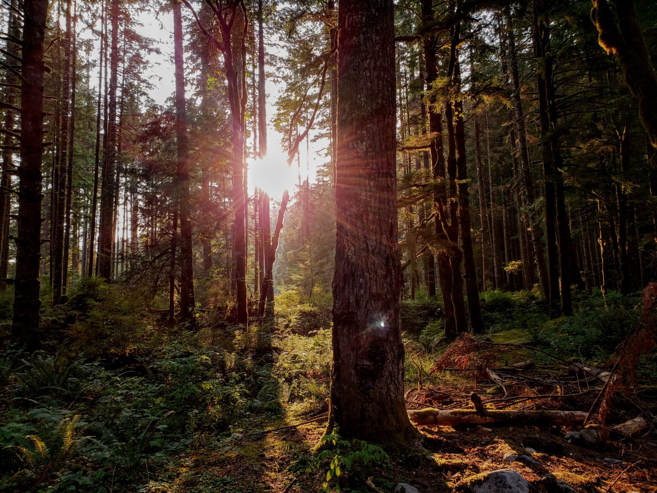 Auringonvaloa metsässä